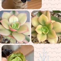 黒法師,夕映えの画像