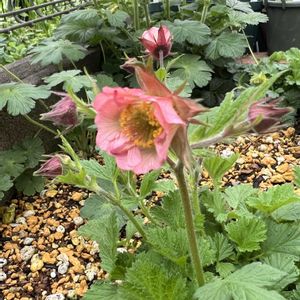 ゲウム,ゲウム リバレアルバ,ゲウム　ベルバンク,種まき,宿根・多年草の画像