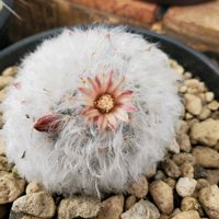 サボテン,ボカサナ.,マミラリア属,ボカサナ,庭の画像