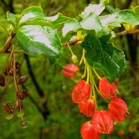 ドウダンツツジ,ドウダンツツジ,サラサドウダン,サラサドウダン,ベニドウダンの画像