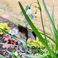 スズランの画像