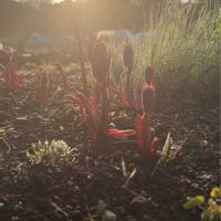 シャクヤクの画像