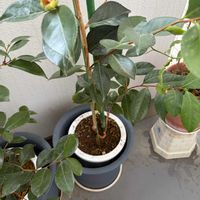 アスパラガス,ネギ,ダイダイ,椿 つばき,絞妙蓮寺の画像