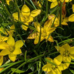 植木鉢,花いろいろ,バラと夢CLUB,おうち園芸,2階のバルコニーの画像