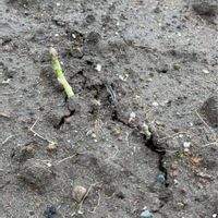 アスパラガスの画像