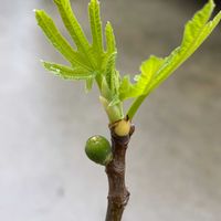 イチジクの画像