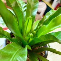 アスプレニウム,観葉植物,新芽,観葉植物のある暮らし,リビング・ダイニングの画像