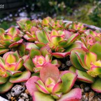 シレネ,リナリア,夕映え,多肉植物,多肉植物寄せ植えの画像