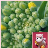 チンゲンサイ,・・・の蕾,・・・の蕾,花のある暮らし,植物好きの画像