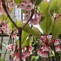 セッコク,ホンコンドウダンツツジ,ホンコンドウダンツツジ,斑入りアセビ,石斛(セッコク)の画像