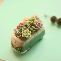 多肉植物,多肉植物寄せ植え,多肉寄せ植え,今日の１枚の画像