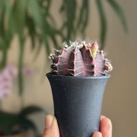 サボテン,ギムノカリキウム,ギムノカリキウム ミハノビッチ,ギムノカリキウム・ミハノビッチ錦,つぼみの画像