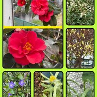 ドウダンツツジ,ドウダンツツジ,ハハコグサ,ハハコグサ,ルッコラの画像