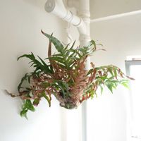 アグラオモルファ コロナンス,シダ植物,グリーンインテリア,グリーン,新芽の画像