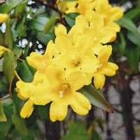 カロライナジャスミンの画像