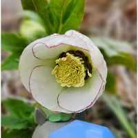 オキナグサ,クリスマスローズ,クリスマスローズ ピコティ,西洋オキナグサ,クリスマスローズアシュードローズリップホワイトの画像