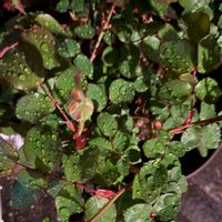 スヴニール・ドゥ・アンネ・フランク,花のある暮らし,緑のある暮らし,春の気配,beautifulの画像