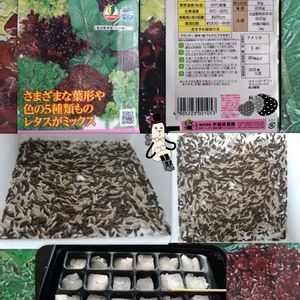 レタス,種から,種まき,家庭菜園,リビング・ダイニングの画像