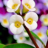 ハナキリン,マツバボタン,多肉植物いろいろの画像