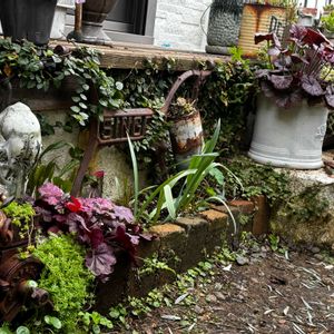 ムスカリ,姫秋麗,ヒューケラ,クレマチスアーマンディ,クレマチスペトリエイ♡の画像