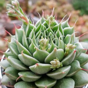 シルバースター,多肉中毒,ベランダ多肉,多肉の花芽,タニラーの画像