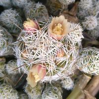 サボテン,ギンテマリ,小さな花,SDGs,心に笑顔の花をの画像