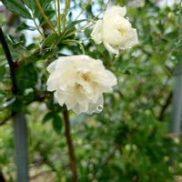 モッコウバラ,種まき,プランター栽培,家庭菜園,玄関アプローチの画像