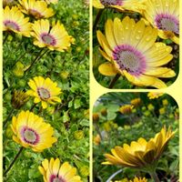 ハボタン,ラベンダー,葉牡丹,オステオスペルマム,ヤマトヒメの画像