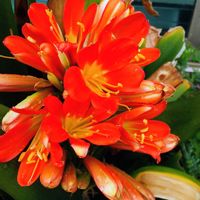 クンシラン,ドウダンツツジ,ベニバナトキワマンサクの画像