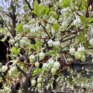 花言葉,低木,今日のお花,植物はたくましい,GSの繋がりに感謝♡の画像