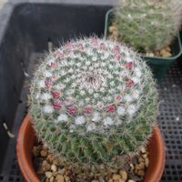 マミラリア 霧墨,多肉植物,観葉植物,100均,ダイソーの画像