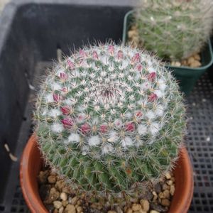 マミラリア 霧墨,多肉植物,観葉植物,100均,ダイソーの画像