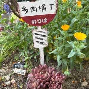 ピンクルルビー,no green no life,紅葉多肉,京都タニラー,多肉もお花も大好き❤️の画像