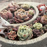 多肉植物,多肉寄せ植えの画像