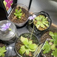 ムシトリスミレ,食虫植物,職場の画像