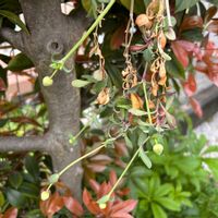 クレマチス,シレネ,ミセバヤ,エッチュウミセバヤ,シレネ・スワンレイクの画像