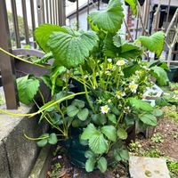 イチゴ,植物のある暮らし,お花好き,お花のある暮らし,お花好きさんと繋がりたいの画像
