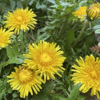 タンポポ,スナップエンドウ,花のある暮らし,みどりのある暮らし,ささやかな幸せの画像