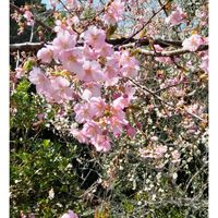 サクラ,ナズナ,桜,世界平和,被災地にエールを…。の画像