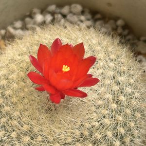 雪晃,赤い花,サボテンの花,DAISO,GSのみなさんに感謝♡の画像