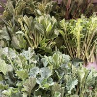 チンゲンサイ,ハクサイ,赤かぶ,紫水菜,クキタチナの画像