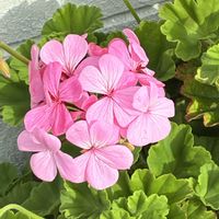 ゼラニウムの画像