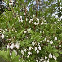 キクザキイチゲ,セリバオウレン,ドウダンツツジ,マーガレット,ミズバショウの画像