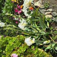 ジャーマンアイリスの画像