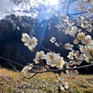 ウメ,落葉低木,古典植物,冬のお花,バラ科の画像