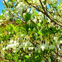 シバザクラ,ドウダンツツジ,ドウダンツツジ,ムスカリ,フキノトウとタラの芽の画像