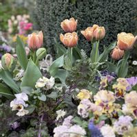 チューリップ,チューリップ,ネメシア,シルバーレース,シルバーレースの画像