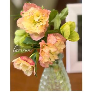 クリスマスローズ,クリスマスローズ,スイセン,チューリップ,ビオラの画像