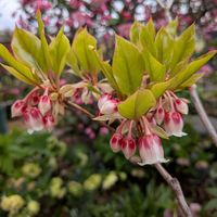 リュウキンカ,アメリカスミレサイシン プリケアナ,山桜桃(ゆすらうめ),ムラサキケマンソウ,植中毒の画像