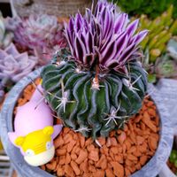 サボテン,縮玉,多肉植物いろいろ,多肉植物,多肉寄せ植えの画像